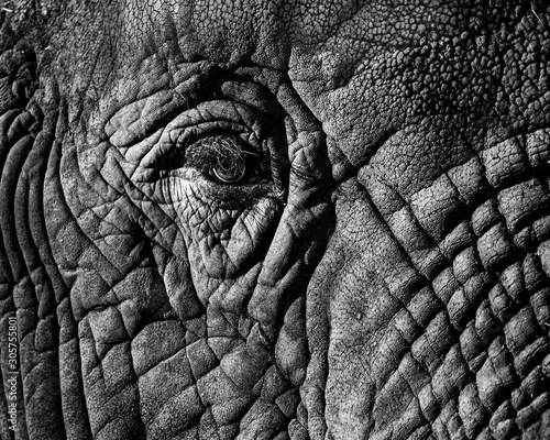 Elephant Closeup