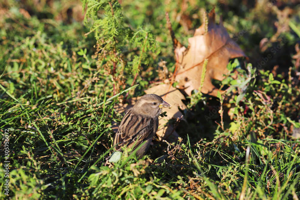 Sparrow on the background of a yellow fallen leaf..