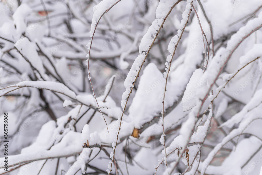 winter, snow on the branches of a tree, patterns Branches of bushes in the snow in winter in cloudy snowy weather.