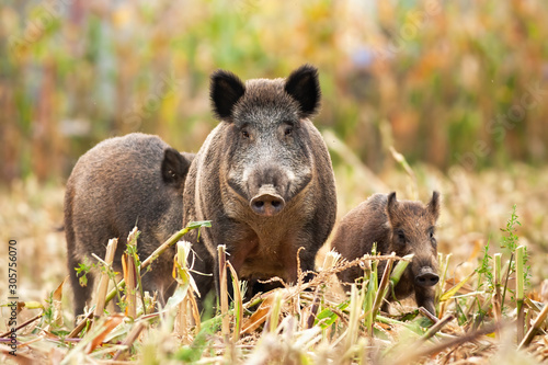 Fotografie, Obraz Angry wild boar, sus scrofa, having a guard and taking care of his family in the background