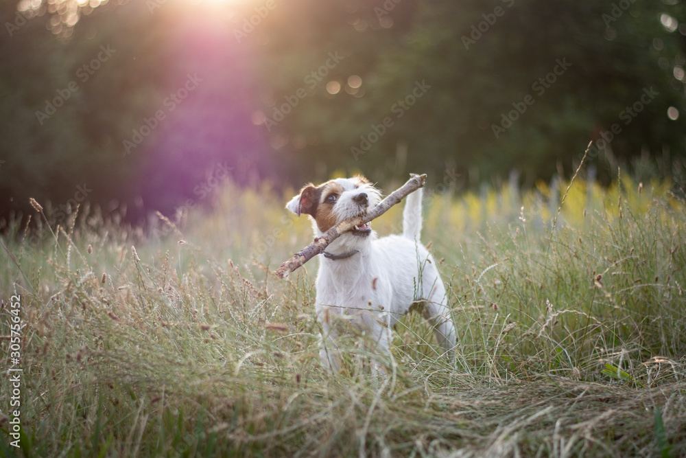Parson Russell Terrier Portrait Parson Russell Terrier Portrait