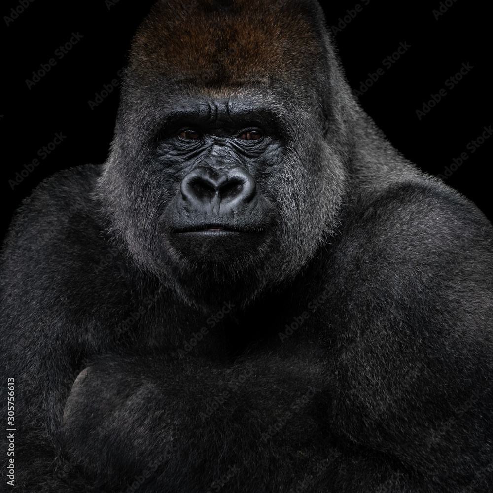 Obraz premium Western Lowland Gorilla XIII