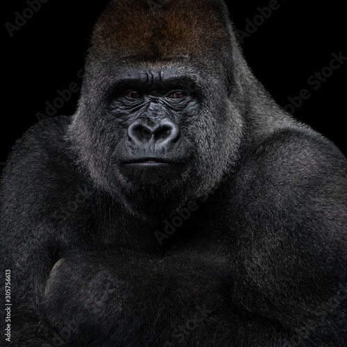Western Lowland Gorilla XIII © Abeselom Zerit
