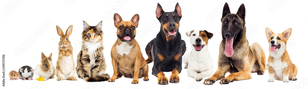 set of animals lies on a white background