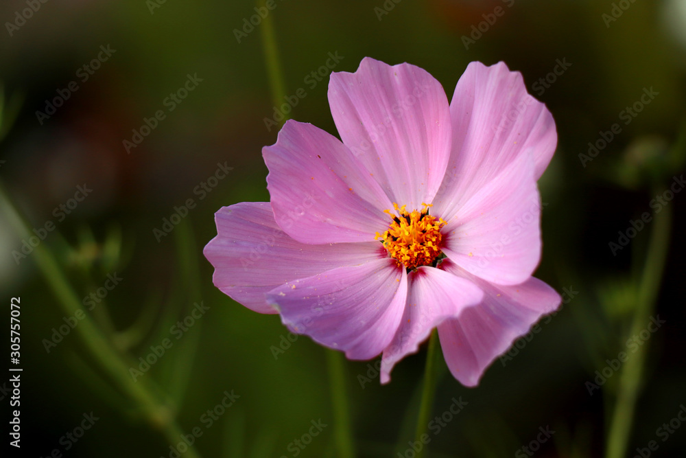 Beautiful purple Cosmos flower in the garden. Violet flowers pictures. Cosmos bipinnatus, commonly called the garden cosmos or Mexican aster. Beautiful purple Cosmos flower in the garden. Violet flowers pictures. Cosmos bipinnatus, commonly called the garden cosmos or Mexican aster.