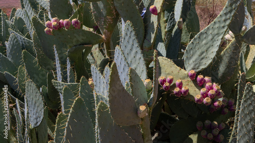 Thorny, green pricly pear plants with purple fruit in Valley of Fire State Park, Nevada photo