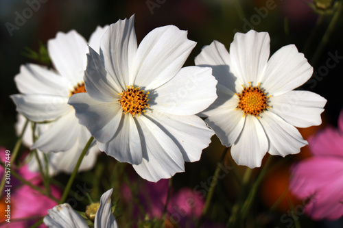 Beautiful white Cosmos flower in the garden. White flowers pictures. Cosmos bipinnatus, commonly called the garden cosmos or Mexican aster.