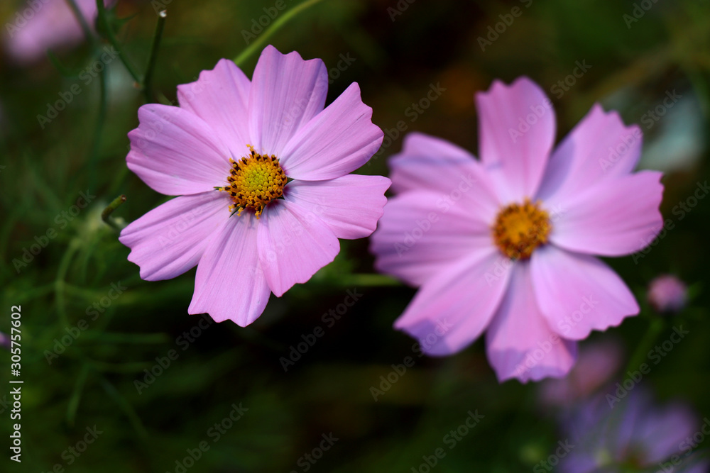 Beautiful purple Cosmos flower in the garden. Violet flowers pictures. Cosmos bipinnatus, commonly called the garden cosmos or Mexican aster. Beautiful purple Cosmos flower in the garden. Violet flowers pictures. Cosmos bipinnatus, commonly called the garden cosmos or Mexican aster.