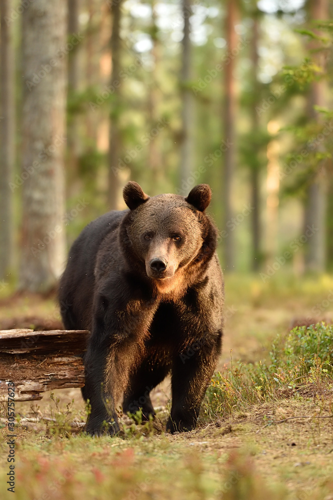 Brown bear portrait in a forest, evening sun