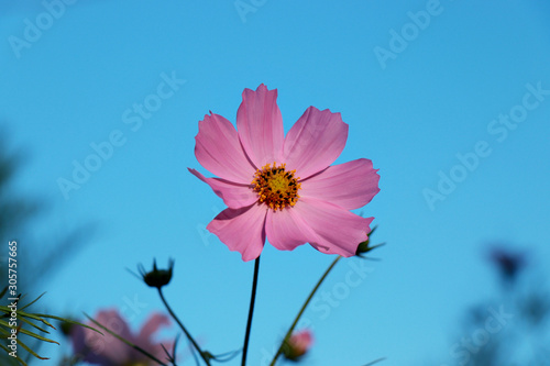 Beautiful purple Cosmos flower in the garden. Violet flowers pictures. Cosmos bipinnatus  commonly called the garden cosmos or Mexican aster.