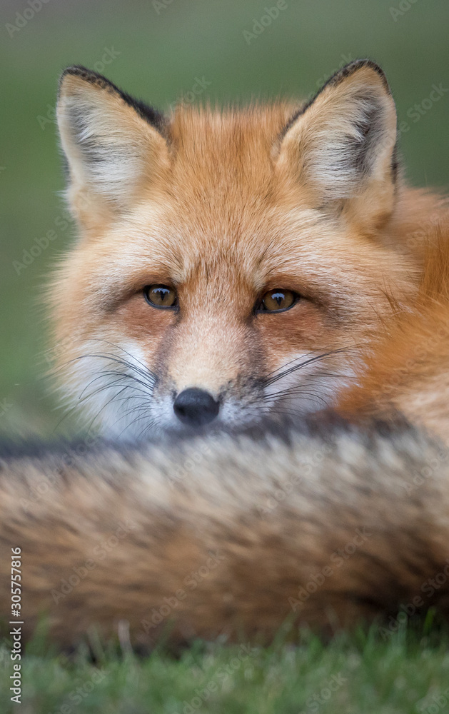Red fox Red fox