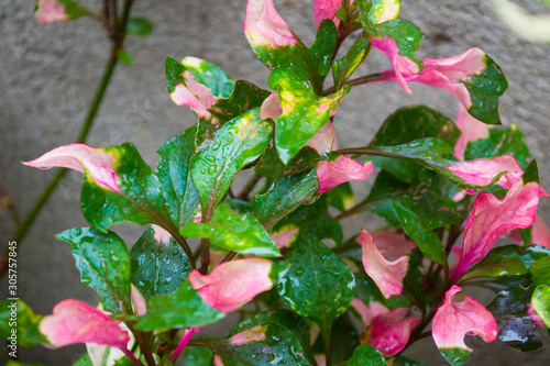 Plakat Hypoestes