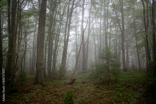 Misty Forest © Kristyna