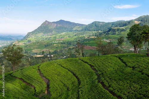 Tea Plantation in Sri Lanka 