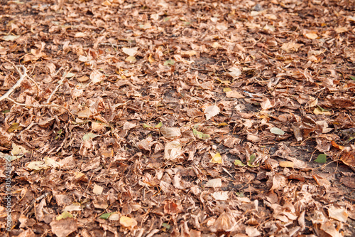 Many dry falling brown and yellow leaves on the ground.