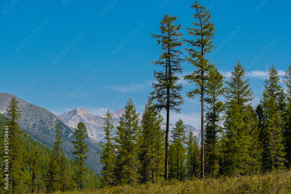 Pine forest on background of mountain peaks. Tourism in mountain valley