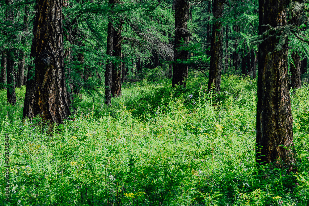 Pine forest on summer day. Hiking in taiga Pine forest on summer day. Hiking in taiga