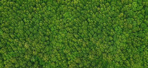 Fotobehang Groen forest view from above  © Alex