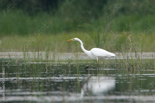 Great white Heron walks on the water. They re looking for a fish. A life-size portrait of a bird. Heron hunting.