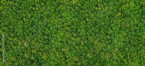 forest view from above
