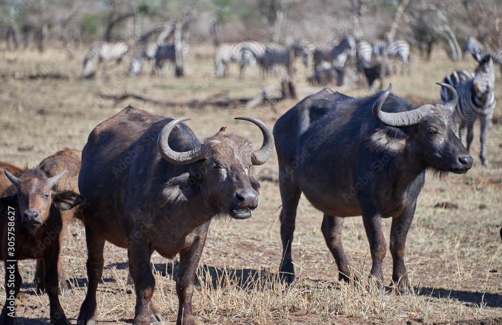 buffalo in serengeti buffalo in serengeti