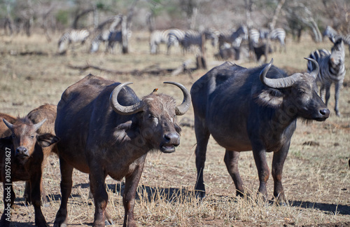 Fototapeta Naklejka Na Ścianę i Meble -  buffalo in serengeti