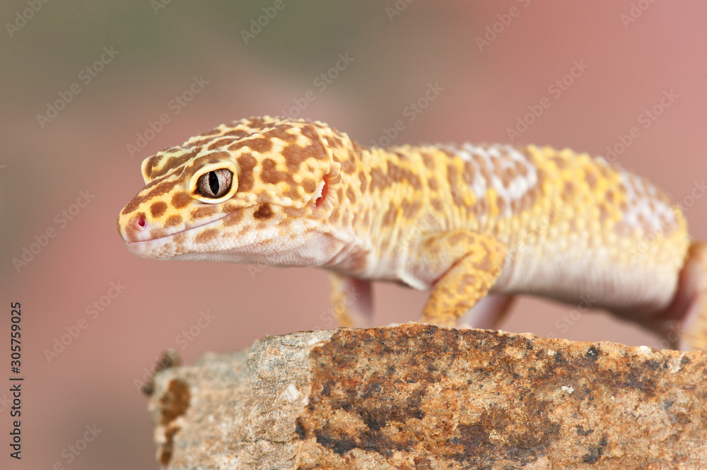 Eublepharis macularius a little lizard Eublepharis macularius a little lizard