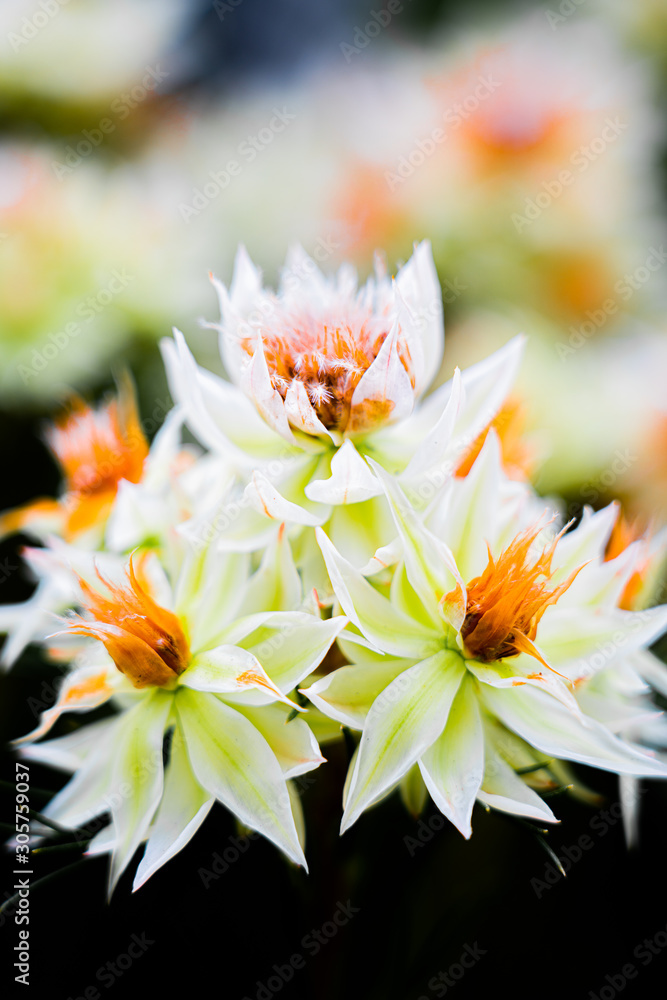Fototapeta premium flower