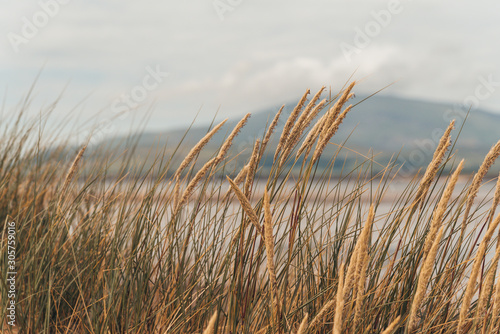 The dune grass of Sandscale Haws nature reserve gently blows in the breeze with Black Combe fell in the background beyond the Duddon estuary