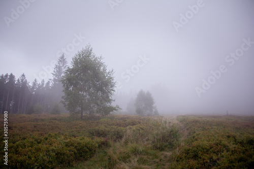 Misty autumn in the mountains