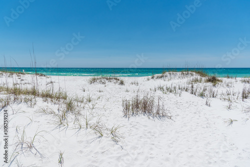 The coastal dunes of a beautiful white sand beach  Shell Island  Panama City Beach  Florida