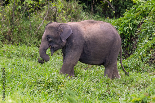 Thai wild elephant using trunk to grab a clump of grass to eat