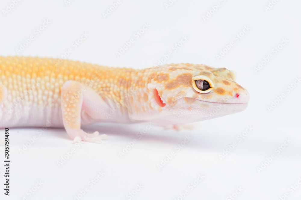 Eublepharis macularius a little lizard Eublepharis macularius a little lizard