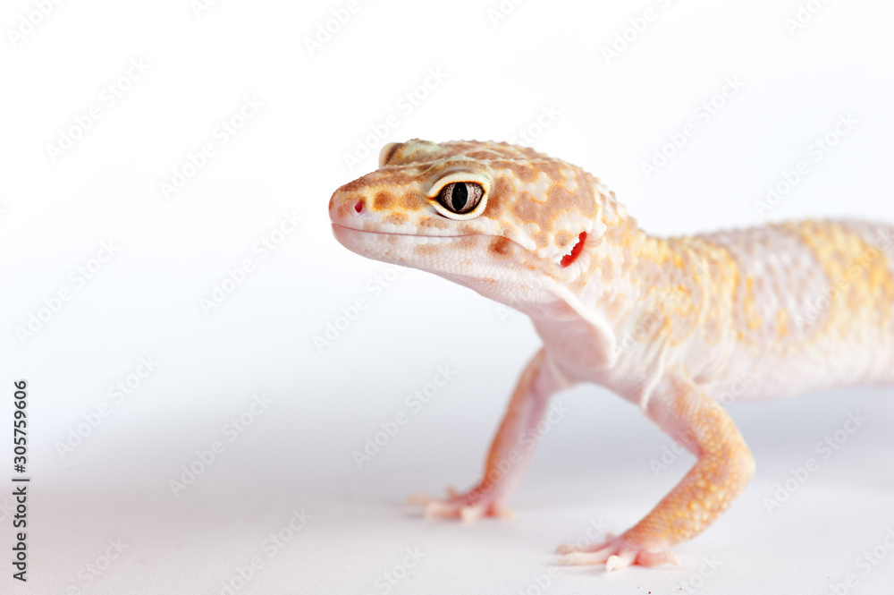Fototapeta premium Eublepharis macularius a little lizard