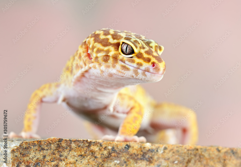 Obraz premium Eublepharis macularius a little lizard