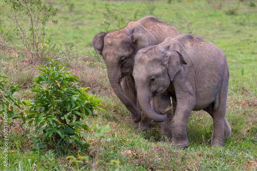 Thai wild elephant calf using trunk to grab a clump of grass to eat
