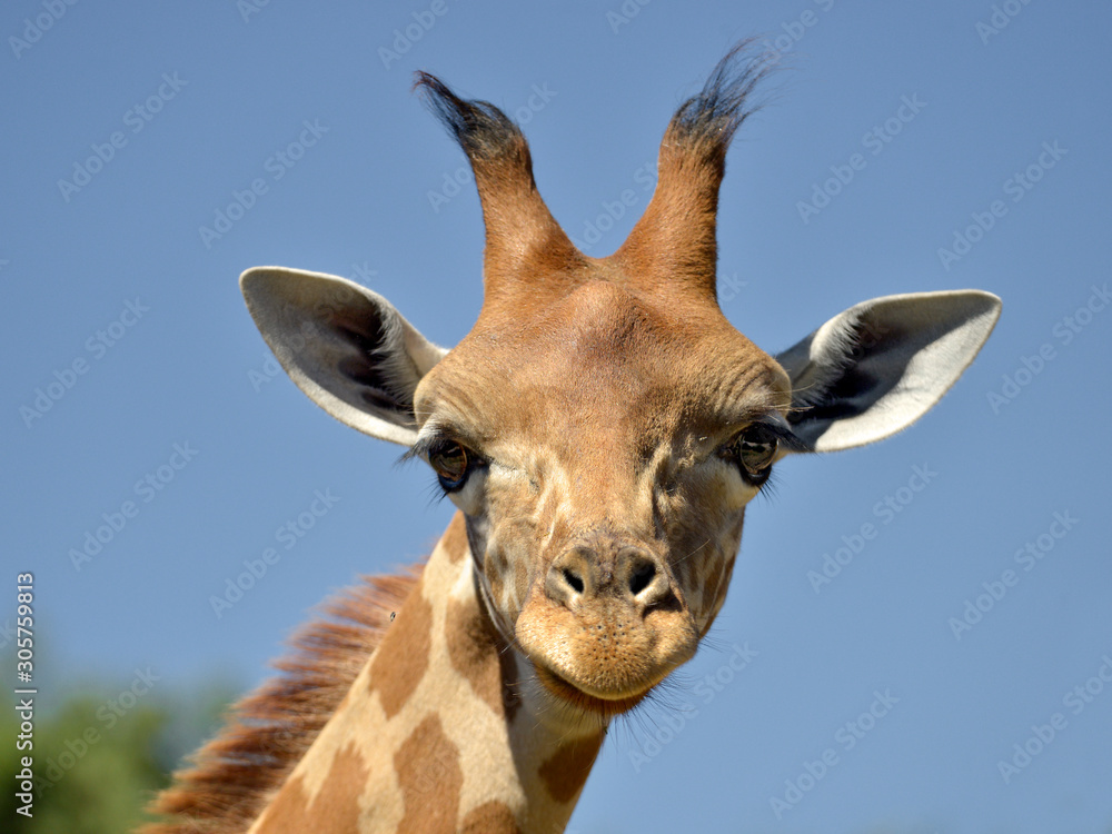 Naklejka premium Portret twarz młodej żyrafy (Giraffa camelopardalis) na tle błękitnego nieba