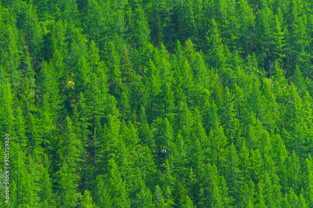 Hillside is overgrown with green forest. Pine taiga as background of trees