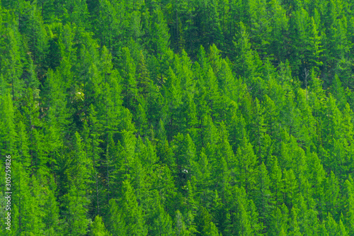 Hillside is overgrown with green forest. Pine taiga as background of trees