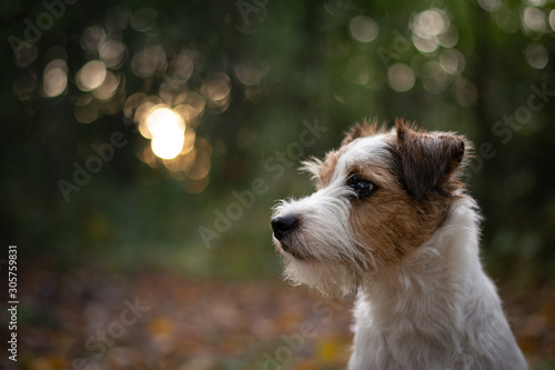 Parson Russell Terrier Portrait - Autumn