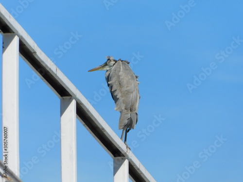 水管橋の上で風下に向かって留まるアオサギ © 開運招福招き猫