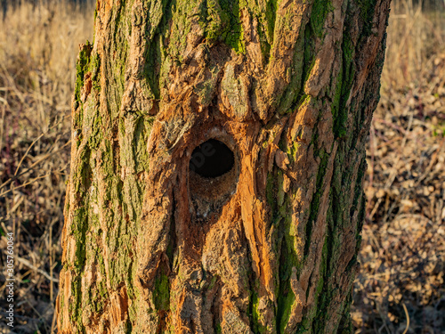 Hollow in the tree. Woodpecker's dwelling. Oak trunk with a hollow. Deck