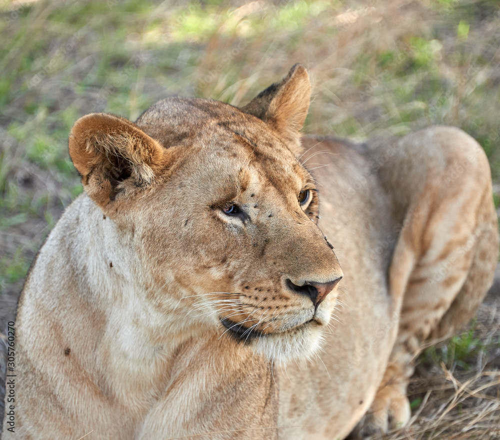Obraz premium lions of Serengeti