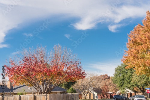 Single story bungalow houses in suburbs of Dallas with bright fall foliage colors