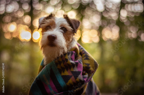 Parson Russell Terrier in Blanket - Portrait © Kristyna