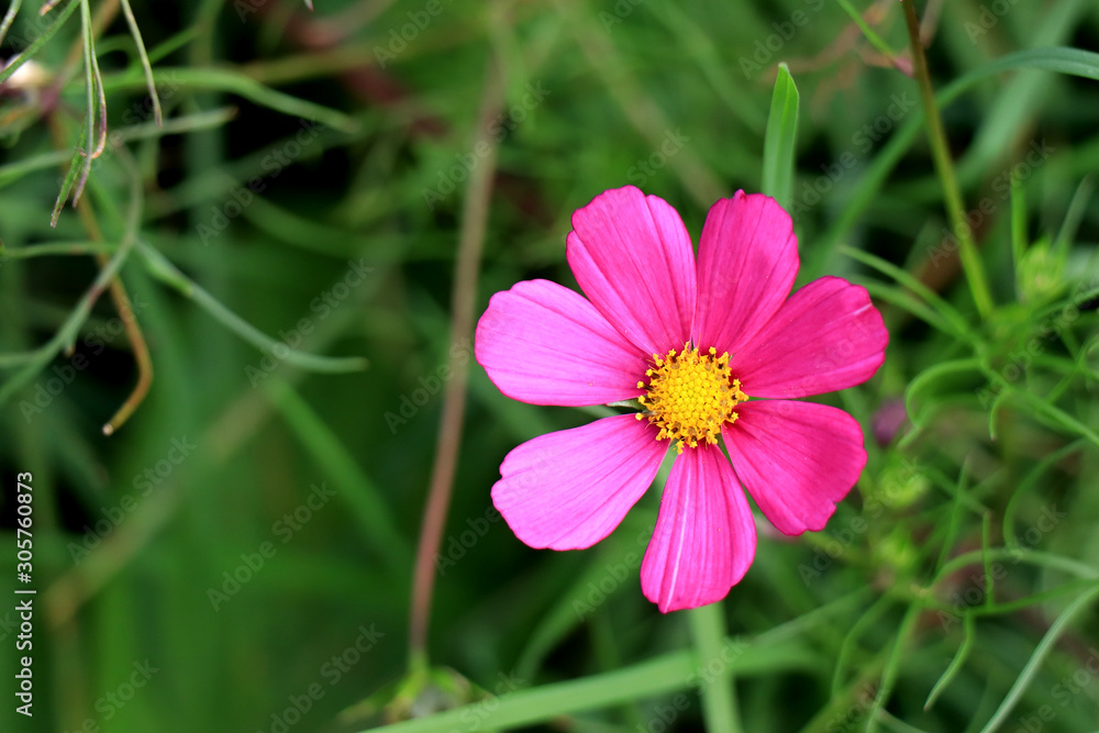 Beautiful purple Cosmos flower in the garden. Violet flowers pictures. Cosmos bipinnatus, commonly called the garden cosmos or Mexican aster. Beautiful purple Cosmos flower in the garden. Violet flowers pictures. Cosmos bipinnatus, commonly called the garden cosmos or Mexican aster.