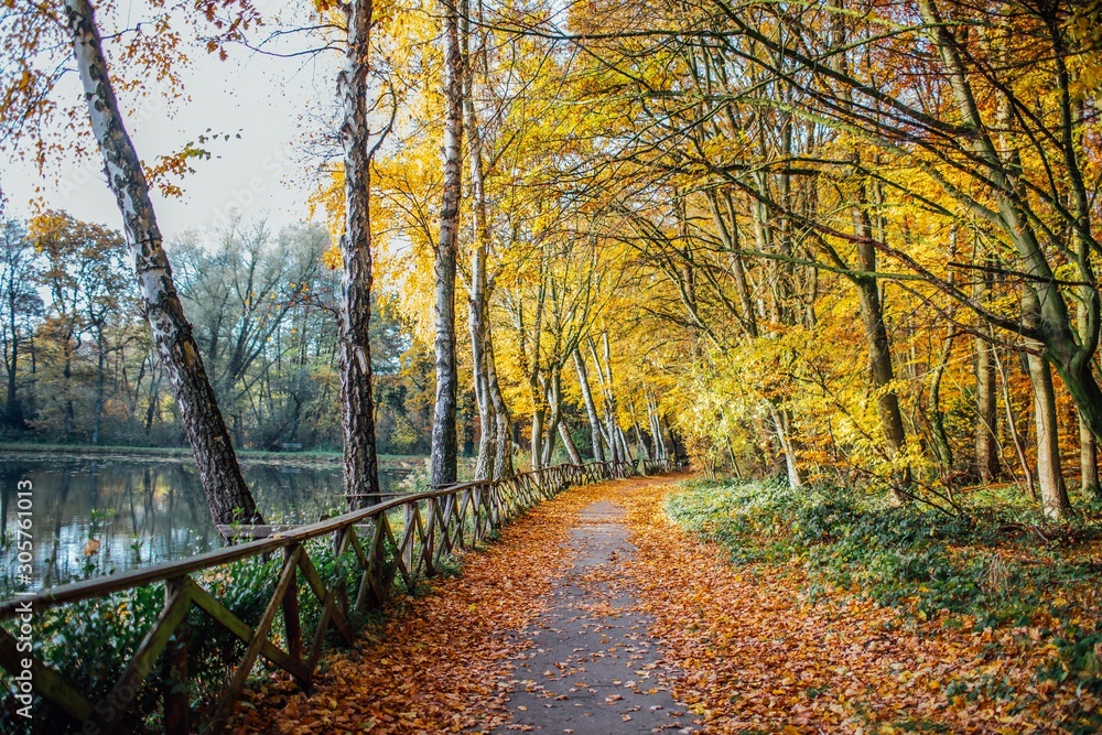 Naklejka premium Bunter Waldweg