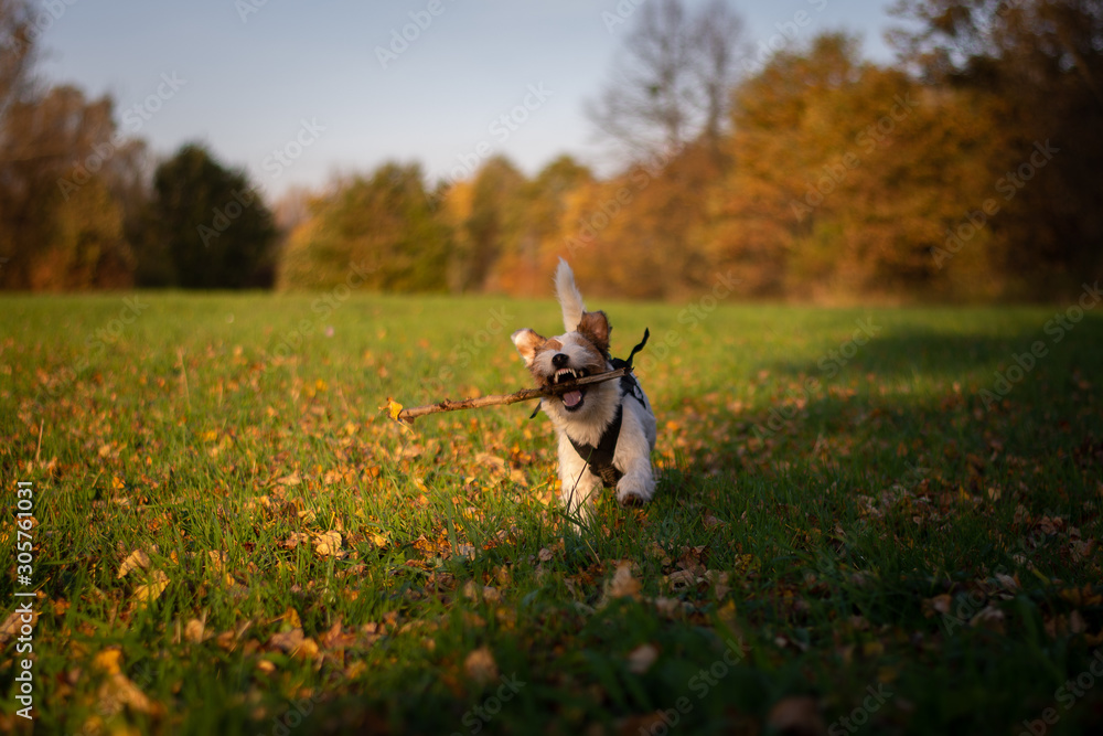 Cute Parson Russell Terrier playing with a stick Cute Parson Russell Terrier playing with a stick