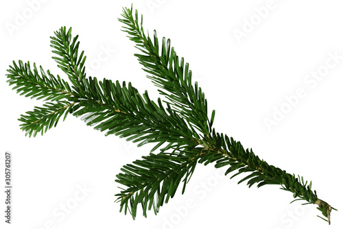 Green Douglas Fir Branch isolated on white background