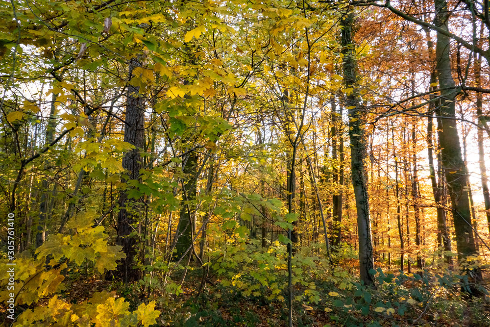 Fototapeta premium autumn colors in the forest